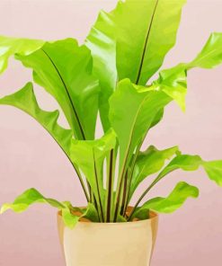 Green Birds Nest Fern paint by number