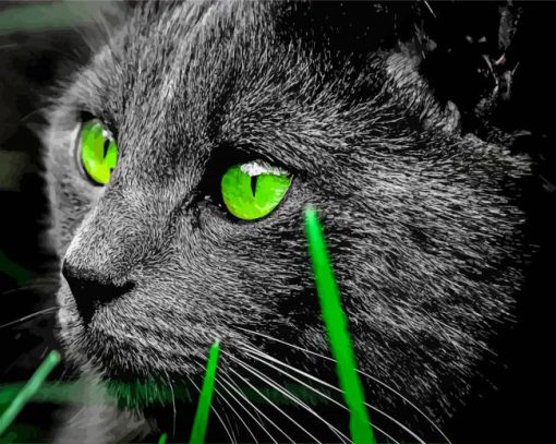 Green Eyed Bombay Cat paint by number