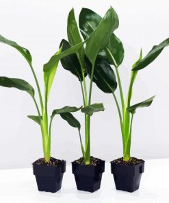 Green Strelitzia Plantpots paint by numbers