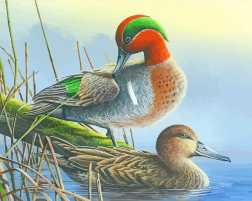 Green Winged Teal Ducks paint by numbers