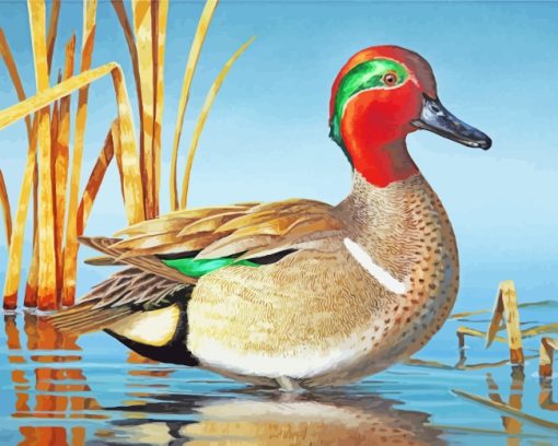 Green Winged Teal Bird Paint by numbers