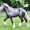 Grey Shire Horse paint by numbers