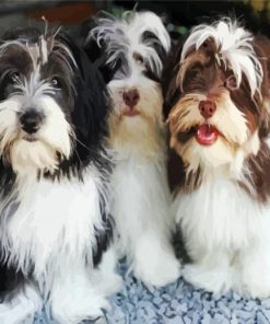 Havanese Puppies paint by numbers