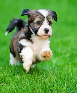 Havanese Puppy Running paint by numbers