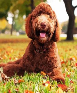 Labradoodle Dog paint by numbers