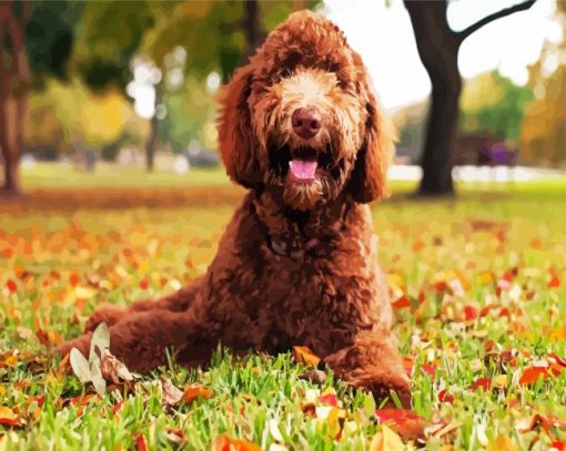 Labradoodle Dog paint by numbers