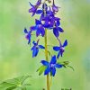 Larkspur Flowering Plant paint by number