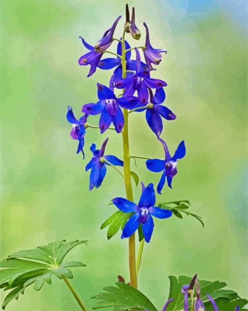 Larkspur Flowering Plant paint by number