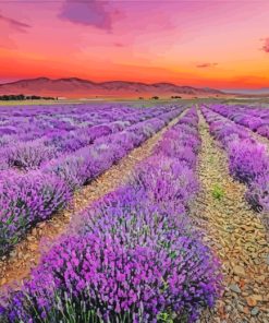 Lavender Field Provence France paint by numbers