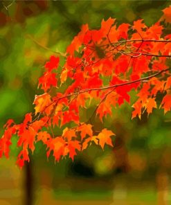 Leaves Foliage paint by number