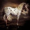 Leopard Appaloosa Horse paint by numbers