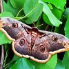 Lepidoptera Moth Butterfly paint by number