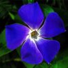 Light Indigo Flower paint by numbers