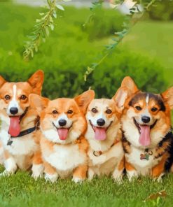 Little Corgi Puppies paint by numbers