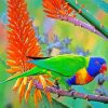 Lorikeet Bird paint by numbers