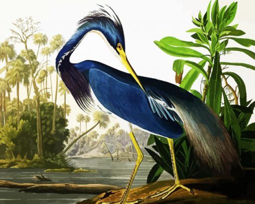 Louisiana Heron By James Audubon paint by numbers