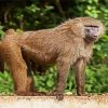 Monkey Baboon Animal paint by number