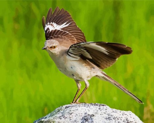 Northern Mockingbird Animal paint by numbers