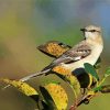 Northern Mockingbird On Plants paint by numbers