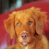 Nova Scotia Duck Tolling Retriever Dog paint by numbers