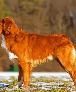 Nova Scotia Duck Tolling Retriever paint by numbers