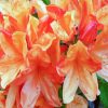 Orange Azaleas Flowers paint by numbers