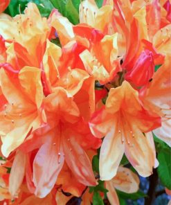 Orange Azaleas Flowers paint by numbers