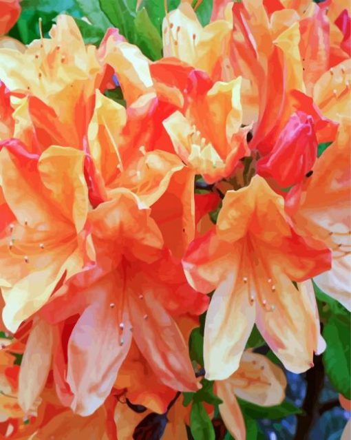 Orange Azaleas Flowers paint by numbers