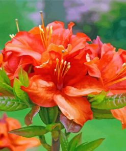 Orange Azaleas paint by numbers