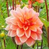 Orange Dahlia paint by numbers