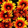 Orange Gazania Flowers paint by number