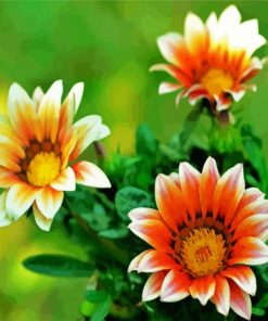 Orange White Gazania paint by number