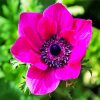 Pink Anemones paint by numbers