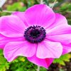 Pink Anemones paint by numbers