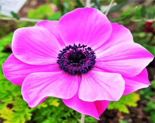 Pink Anemones paint by numbers