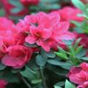 Pink Azeleas Flowers paint by number