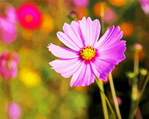 Pink Cosmos Flowers paint by numbers