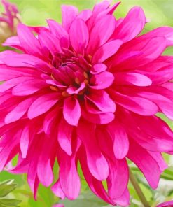 Pink Fuschia Dahlia paint by numbers