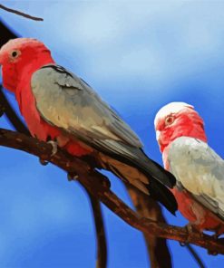 Pink And Grey Cockatoo paint by numbers