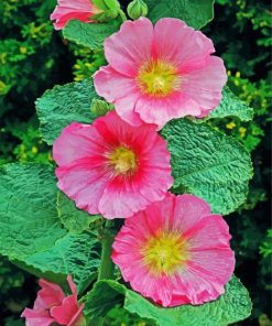 Pink Hollyhocks paint by numbers