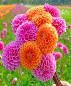 Pink Orange Dahlia paint by number