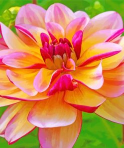 Pink Yellow Dahlia paint by numbers