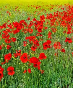 Poppies Meadow paint by number