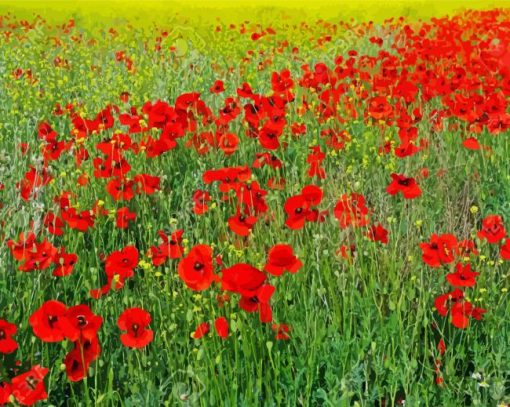 Poppies Meadow paint by number