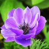 Purple Anemones paint by numbers