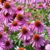 Purple Coneflower Wild Flower paint by number