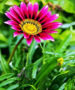 Purple Gazania paint by number