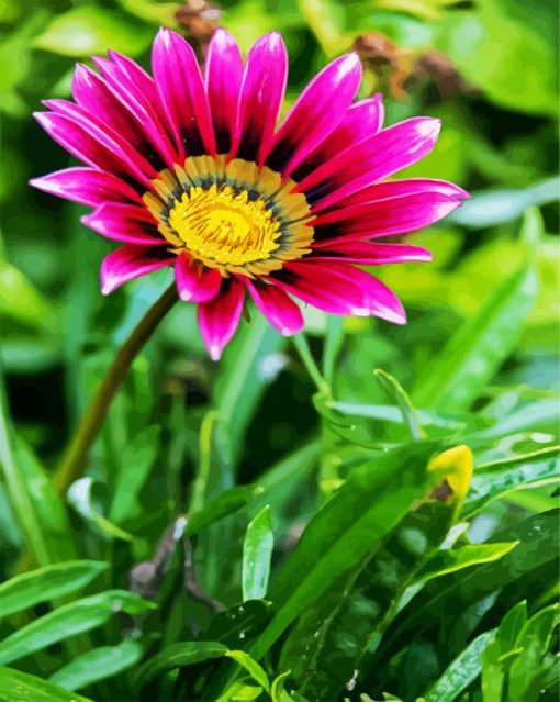 Purple Gazania paint by number