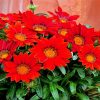 Red Gazania paint by number