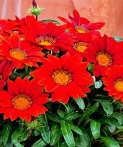 Red Gazania paint by number